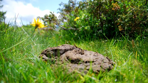 Stickstoff- und Säuredeposition beeinträchtigt FFH-Lebensräume. Sie kann flächendeckend modelliert werden, so dass eine Beurteilung möglich wird..werdn